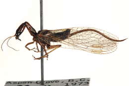 Image of Snakefly