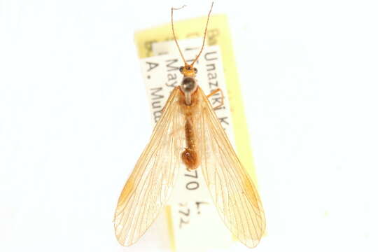 Image of scorpionflies