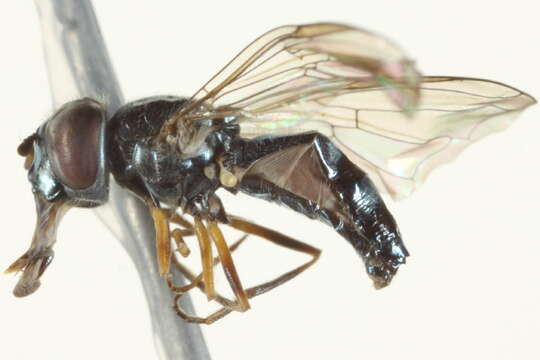 Image of Platycheirus