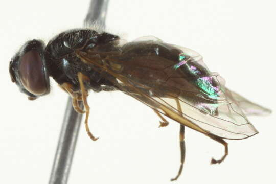 Image of Platycheirus aeratus (Coquillett 1900)