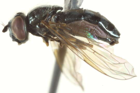 Image of Platycheirus aeratus (Coquillett 1900)