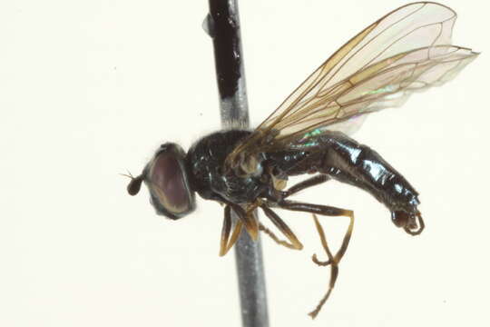 Image of Platycheirus aeratus (Coquillett 1900)