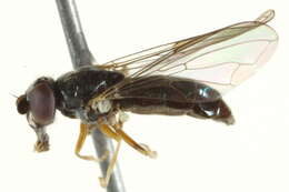 Image of Pelecocera