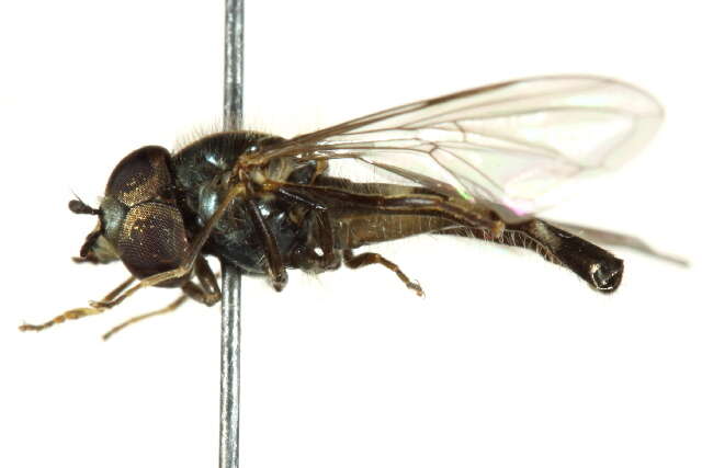 Image of <i>Platycheirus complicatus</i>