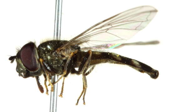 Image of Platycheirus