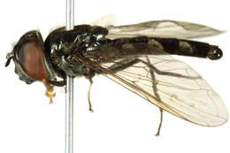 Image of Platycheirus