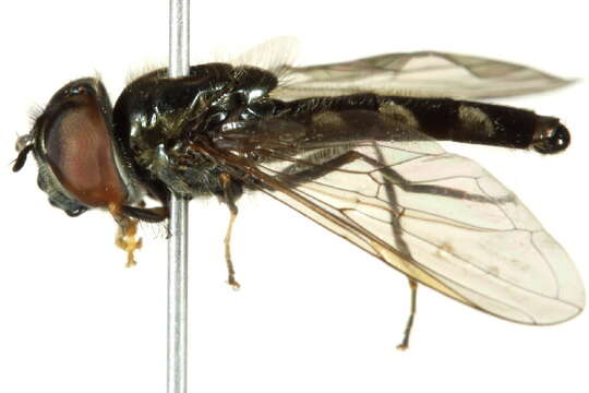 Image of Platycheirus