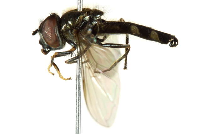 Image of Platycheirus