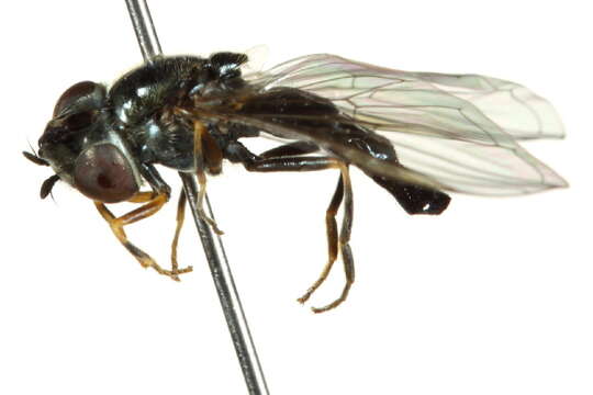 Image of Platycheirus