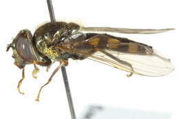 Image of Platycheirus peltatus (Meigen 1822)