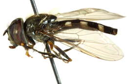 Image of Platycheirus scutatus (Meigen 1822)