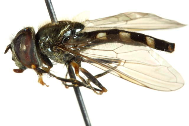 Image of Platycheirus scutatus (Meigen 1822)