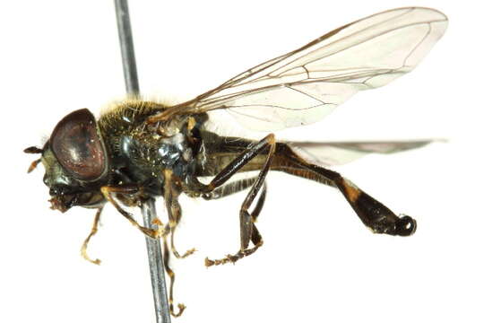 Image of Platycheirus scutatus (Meigen 1822)