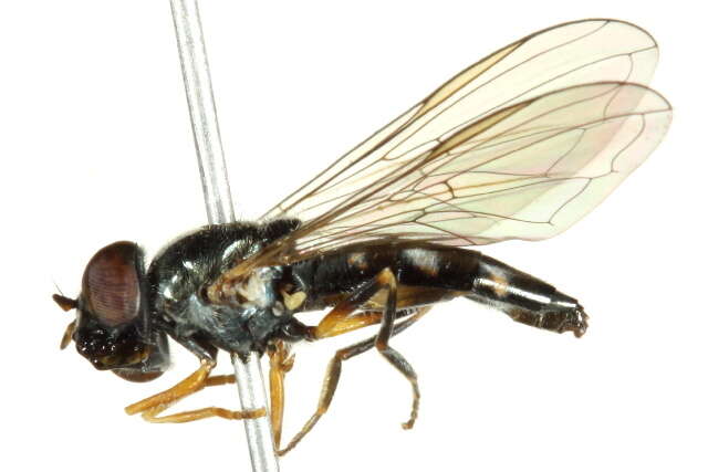 Image of Platycheirus scutatus (Meigen 1822)