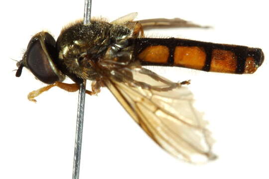 Image of Platycheirus scambus (Staeger 1843)