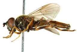 Image of Platycheirus