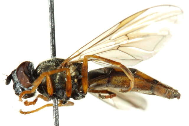 Image of Platycheirus