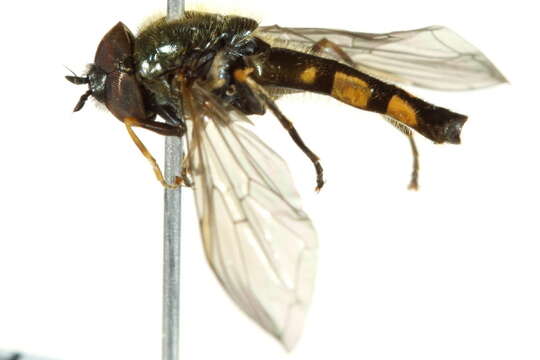 Image of Platycheirus angustipes (Goeldlin 1974)