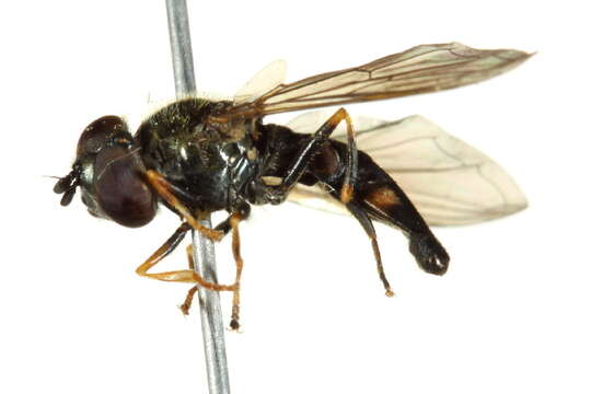 Image of Platycheirus occultus Goeldlin, Maibach & Speight 1990