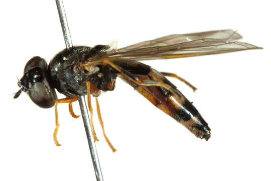 Image of Platycheirus occultus Goeldlin, Maibach & Speight 1990