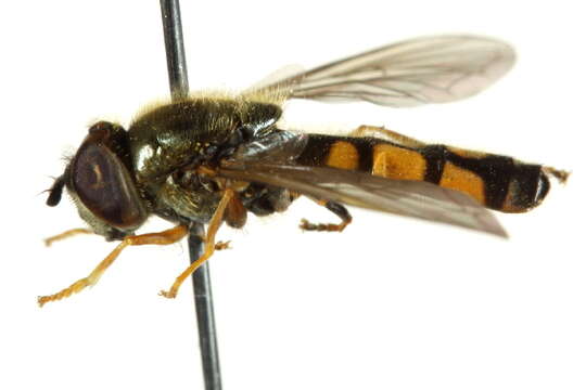 Image of Platycheirus clypeatus (Meigen 1822)