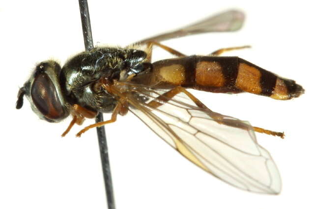 Image of Platycheirus clypeatus (Meigen 1822)