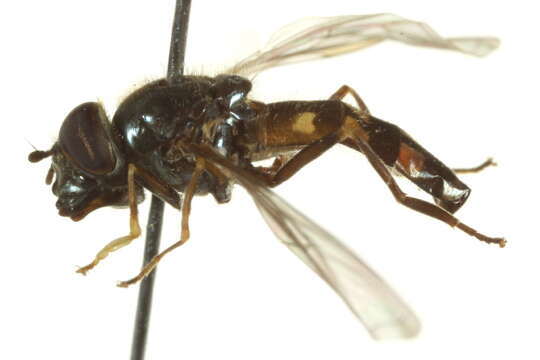 Image of Platycheirus naso (Walker 1849)