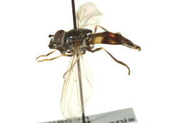 Image of Platycheirus tarsalis