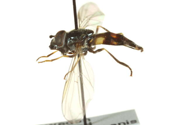 Image of Platycheirus tarsalis