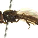 Image of Platycheirus splendidus Rotheray 1998