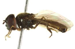 Image of Platycheirus splendidus Rotheray 1998