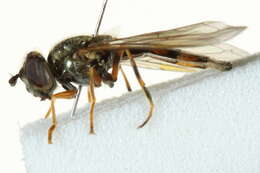 Image of Platycheirus clypeatus (Meigen 1822)