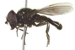 Image of Melanogaster