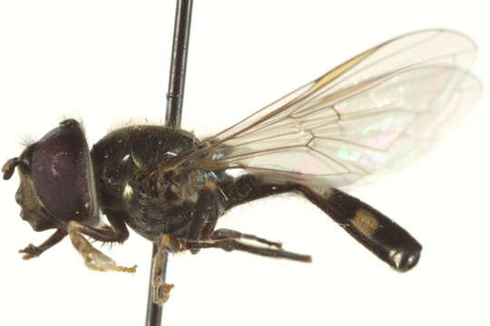 Image of Platycheirus amplus (Curran 1927)