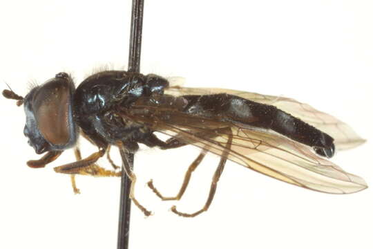 Image of Platycheirus varipes Curran 1923