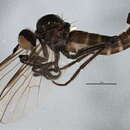 Image of Rhamphomyia latilobata Bartak 2002