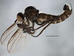 Image of Rhamphomyia latilobata Bartak 2002