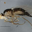 Image of Phytomyza flavicornis Fallen 1823