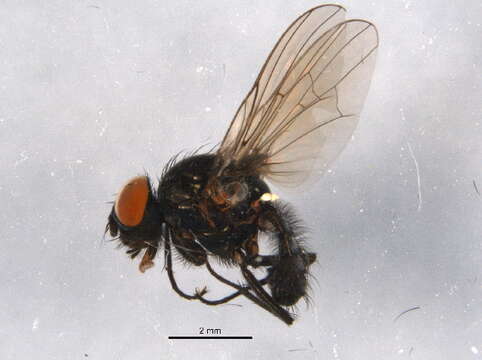 Image of Willow Catkin Flies