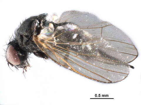 Fannia minutipalpis (Stein 1895) resmi