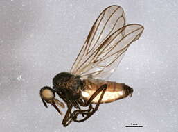 Image of Rhamphomyia latilobata Bartak 2002