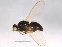 Image of Parapiophila pectiniventris