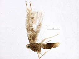 Image of Phyllonorycter scudderella (Frey & Boll 1873)