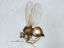 Image of Phytomyza agromyzina Meigen 1830