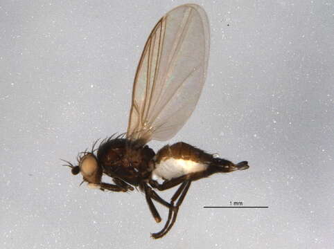 Image of Chromatomyia fuscula Zetterstedt 1838