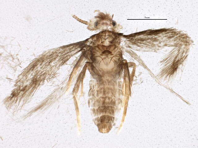 Imagem de Stigmella betulicola (Stainton 1856) Beirne 1945