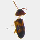 Image of Mycetophagus distinctus Hatch 1962