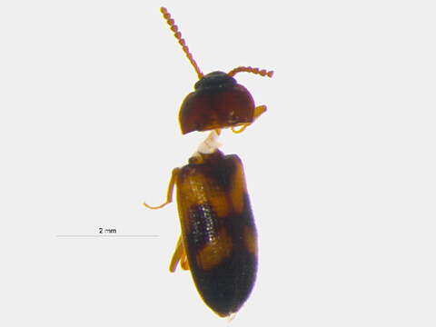 Image of Mycetophagus distinctus Hatch 1962