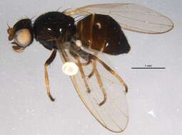 Image of Parapiophila pectiniventris