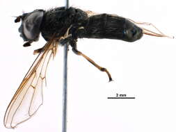 Image of Cheilosia prima (Hunter 1896)